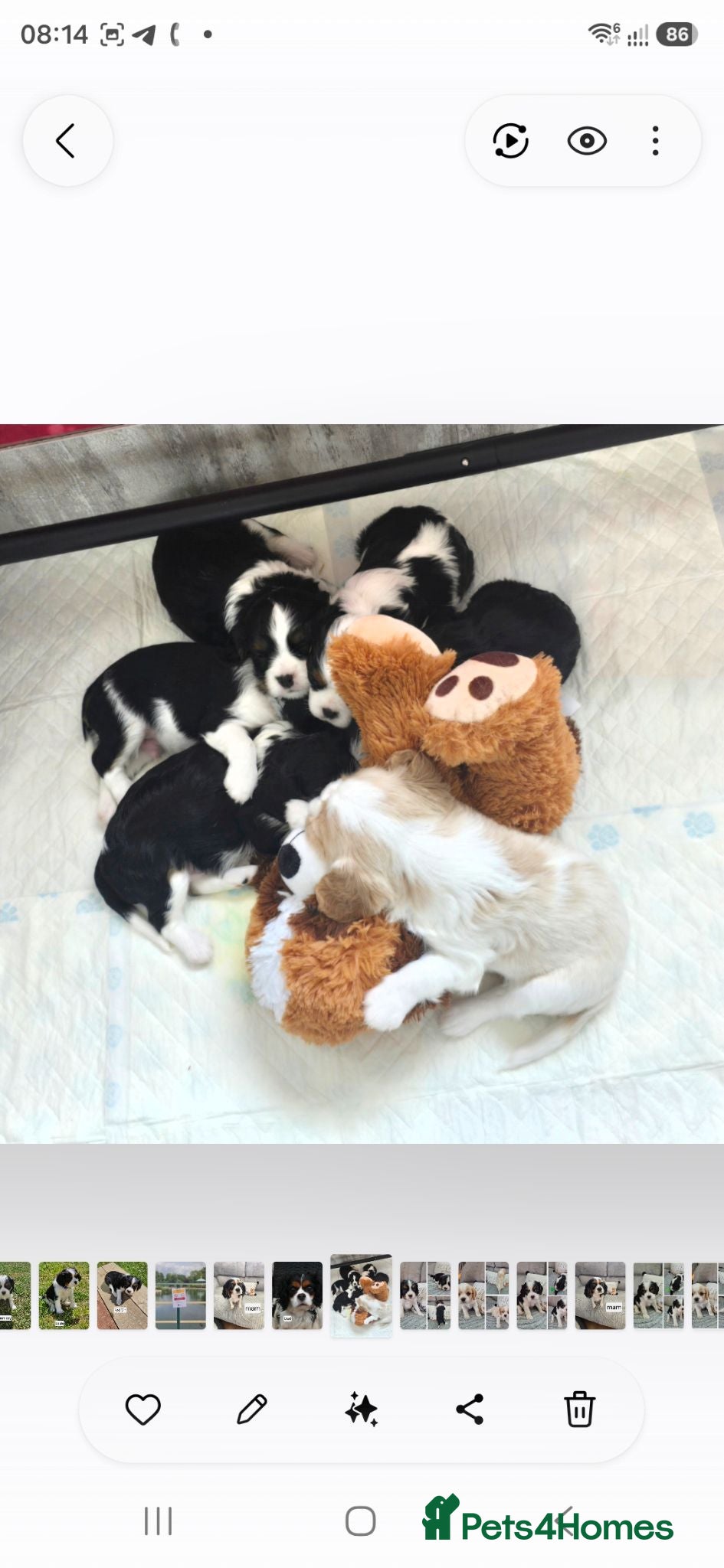 Cavalier King Charles Spaniel dogs KC CAVALIER KING CHARLES PUPPIES  - Advert 1