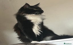 Maine Coon cats for sale: X Maine coon kits - Image 5
