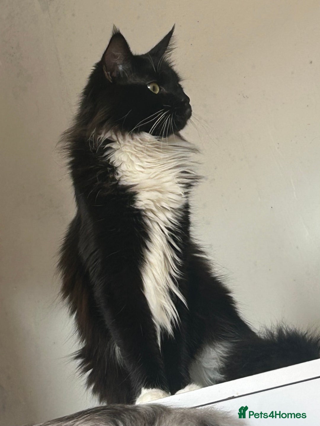 Maine Coon cats for sale: X Maine coon kits - Image 5