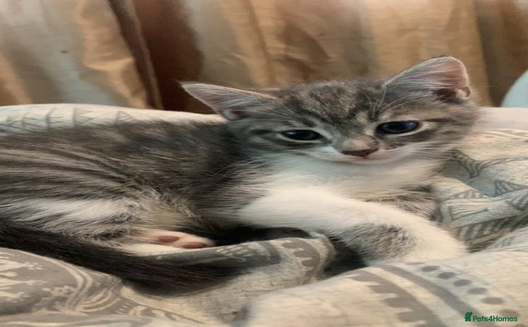 Mixed Breed cats - Advert 1
