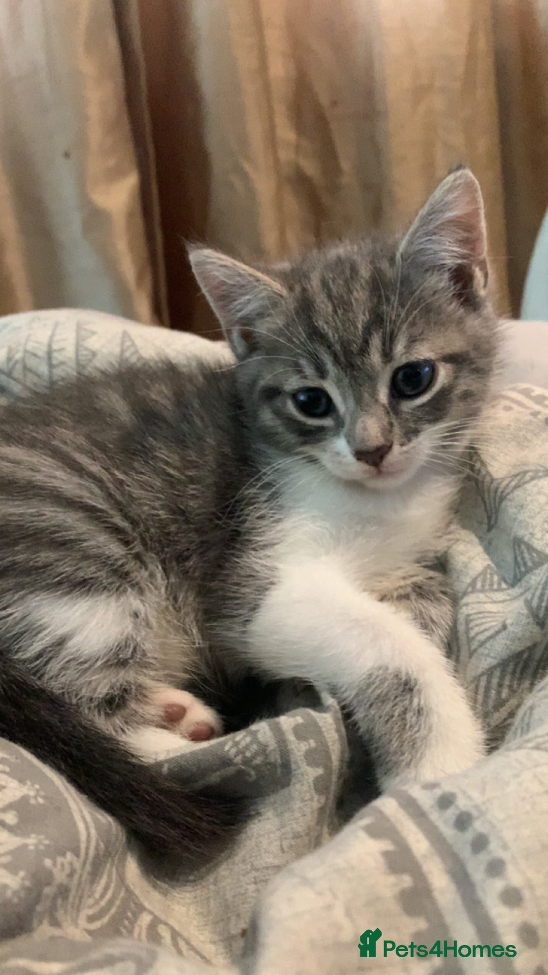 Mixed Breed cats for sale: Mixed breed kittens READY NOW!!!!🥰 - Image 1