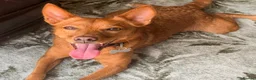 Mixed Breed dogs for adoption: Rusty - Foster or Forever home wanted! - Advert 11