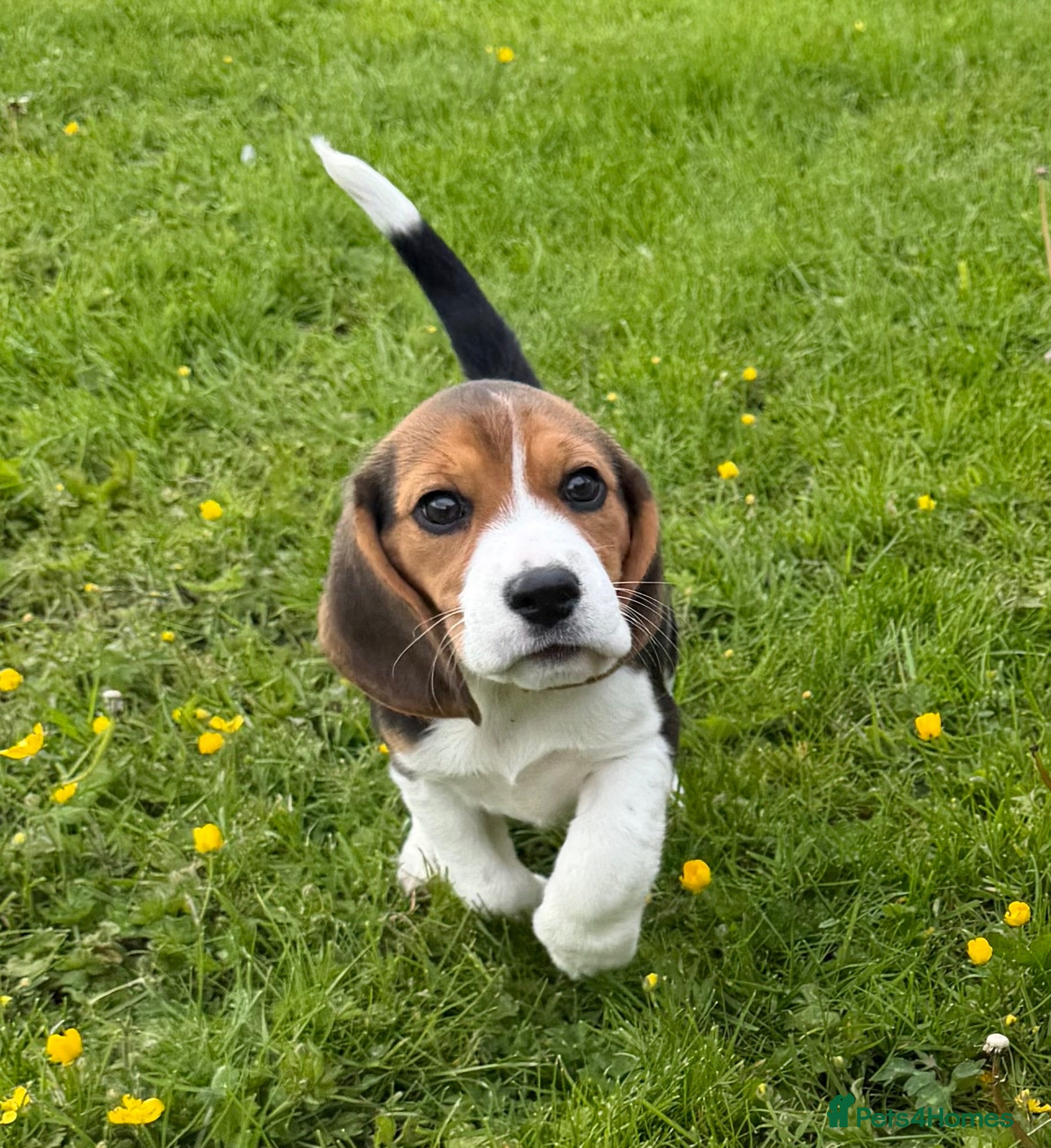 Beagle dogs Stunning KC girl available ready to leave! - Advert 1
