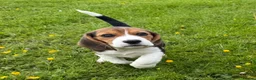 Beagle dogs for sale: Stunning KC girl £1300 ready to leave! - Advert 2