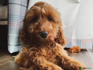 Cockapoo dogs Barney Friendly Young Cockapoo - Advert 5