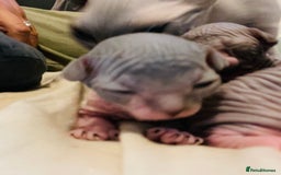 Sphynx cats for sale: Beautiful blue litter of Sphynx kittens - Advert 4