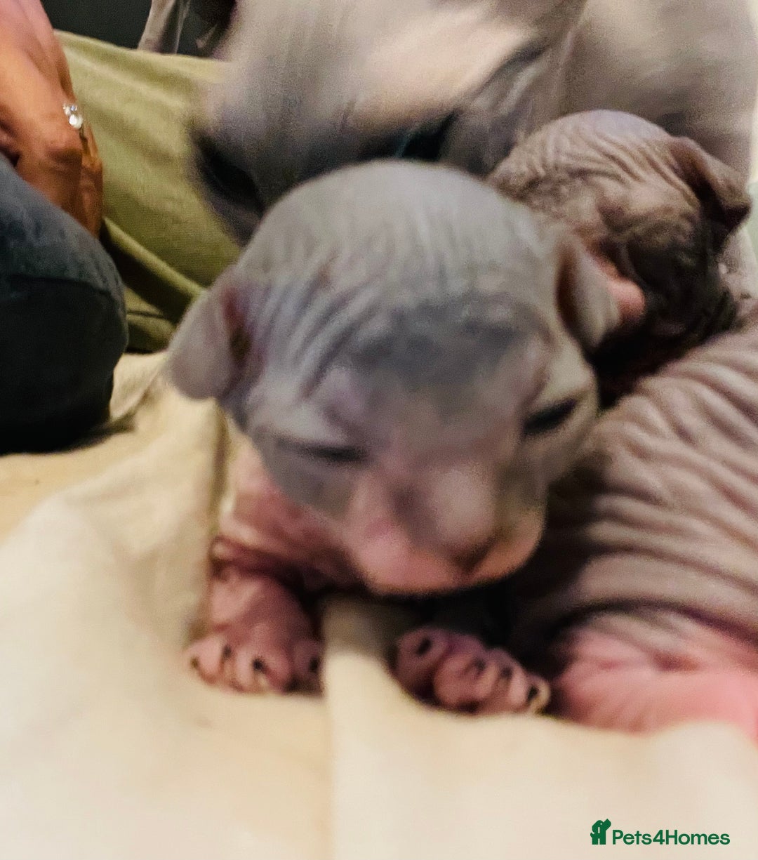 Sphynx cats for sale: Beautiful blue litter of Sphynx kittens - Advert 4