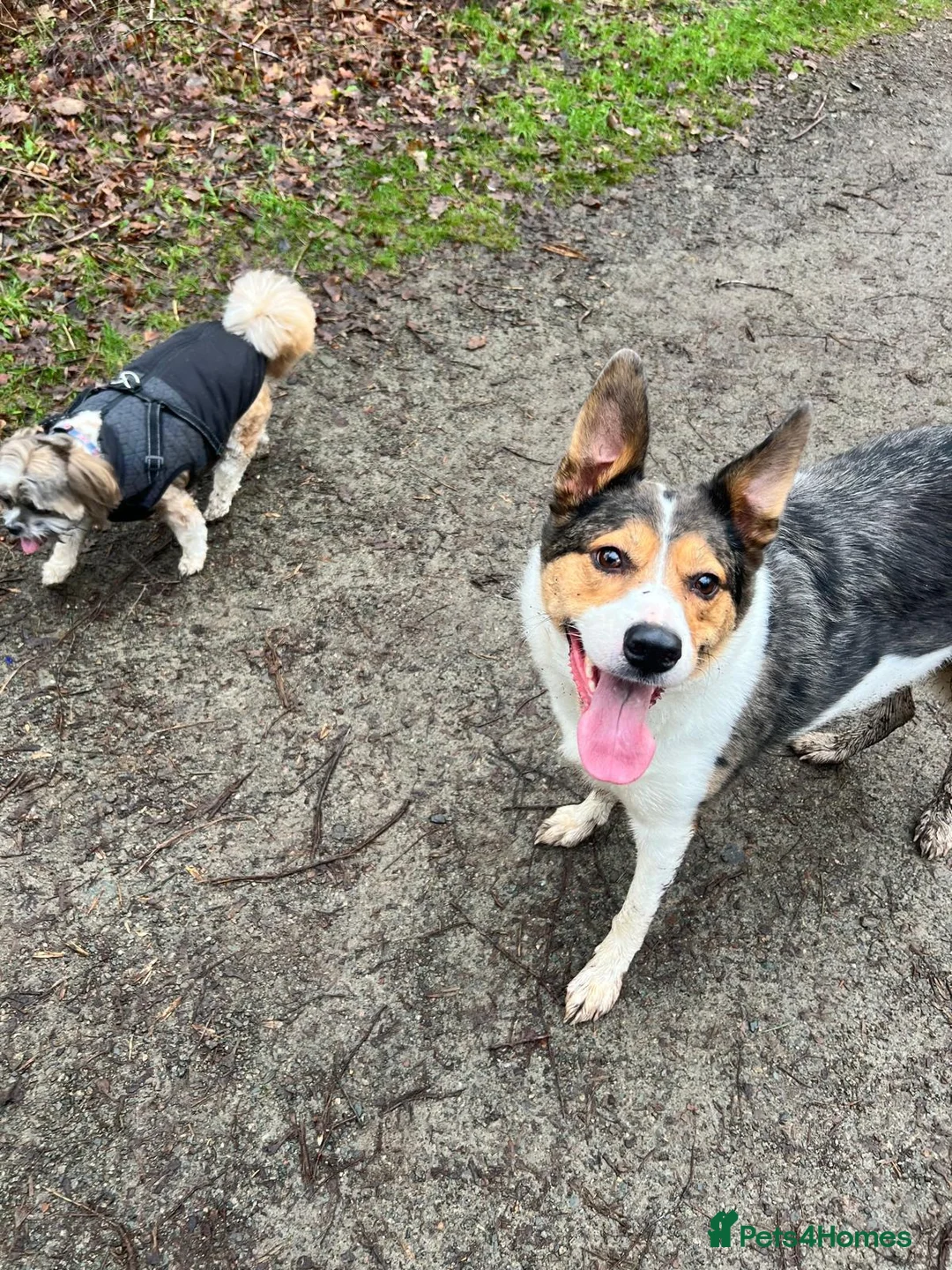 Border Collie dogs for sale: Border collie, please read discription in Daventry - Advert 1