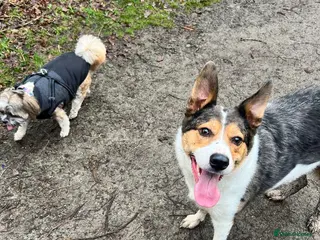 Border Collie dogs Border collie, please read discription - Advert 7