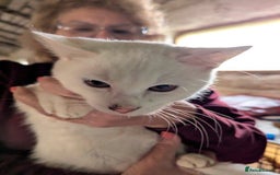 Mixed Breed cats for adoption: Banana for adoption - Advert 5