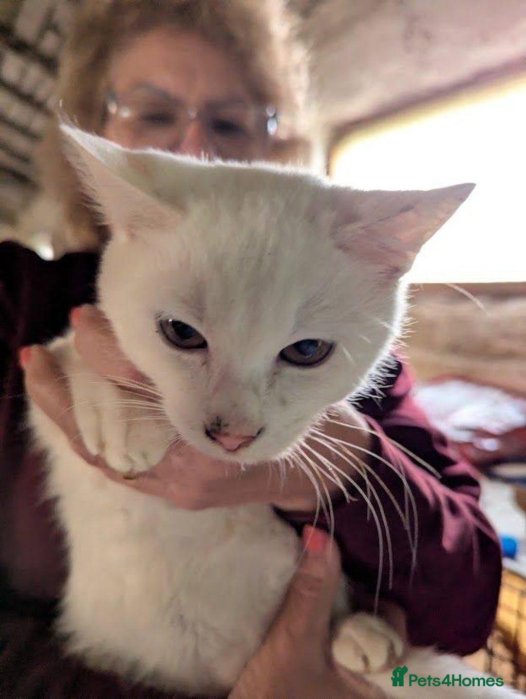 Mixed Breed cats for adoption: Banana for adoption - Advert 5