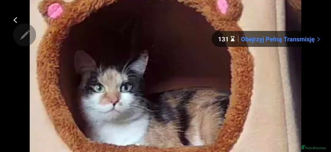 Mixed Breed cats for sale: Two female kittens - Advert 2