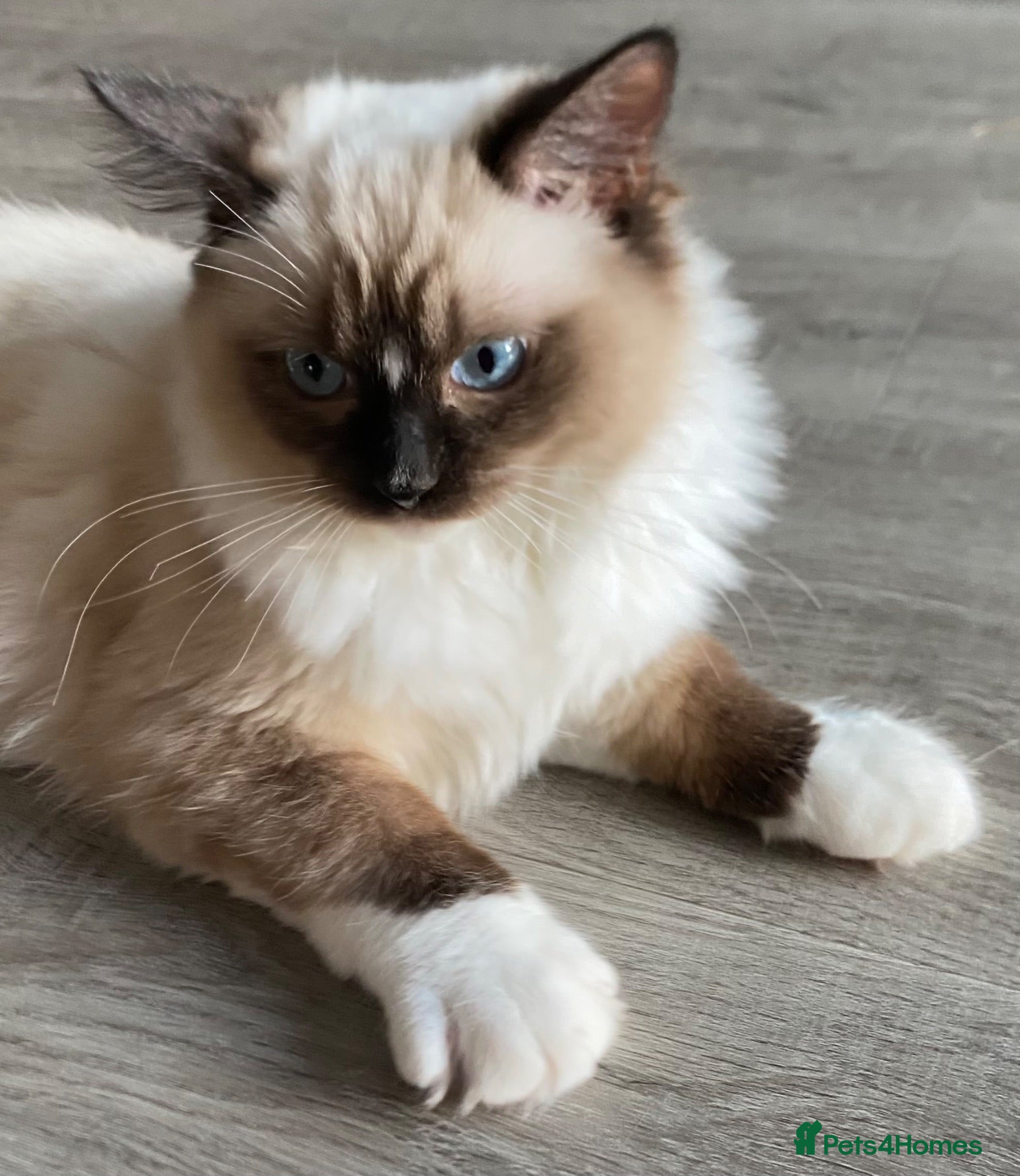 Ragdoll cats TICA registered Ragdolls Available  - Advert 1