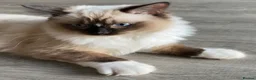 Ragdoll cats for sale: TICA registered Ragdolls Available  - Advert 1