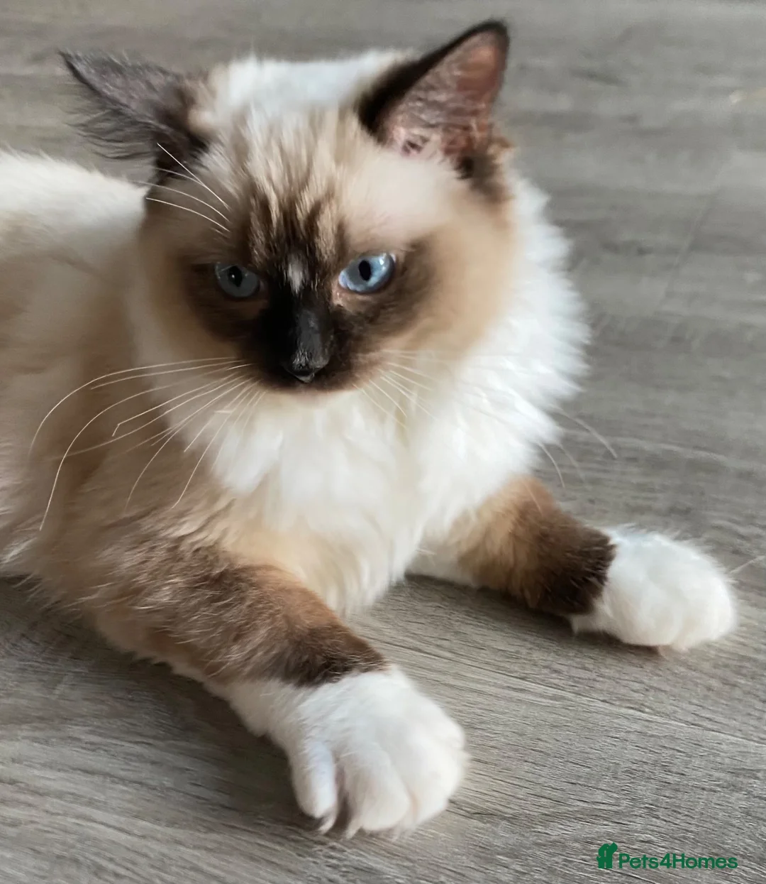 Ragdoll cats for sale: TICA registered Ragdolls Available  - Advert 1
