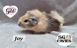 Guinea Pig rodents for sale: Stunning baby guinea pigs available  - Image 3