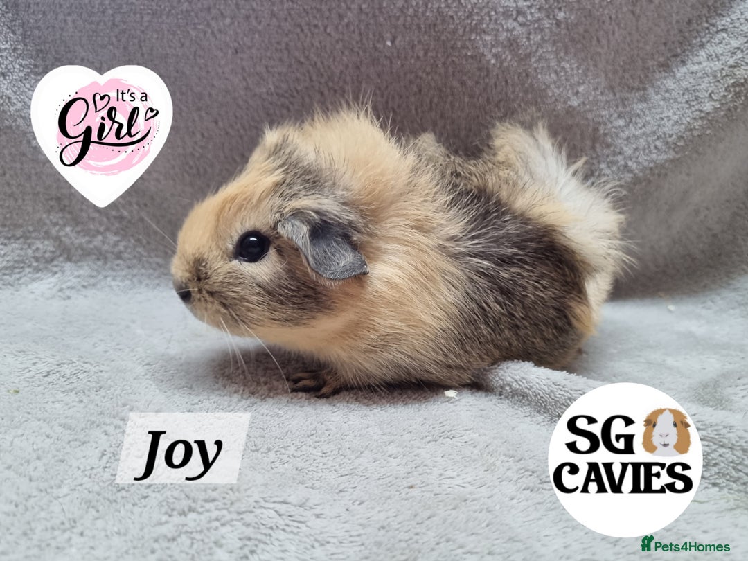Guinea Pig rodents for sale: Stunning baby guinea pigs available  - Image 3