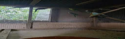 Mixed Breed birds for sale: Parakeets  in Chelmsford - Advert 13