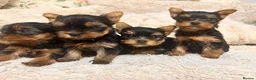Yorkshire Terrier dogs for sale: Mini Yorkshire Terrier Puppies  - Advert 5