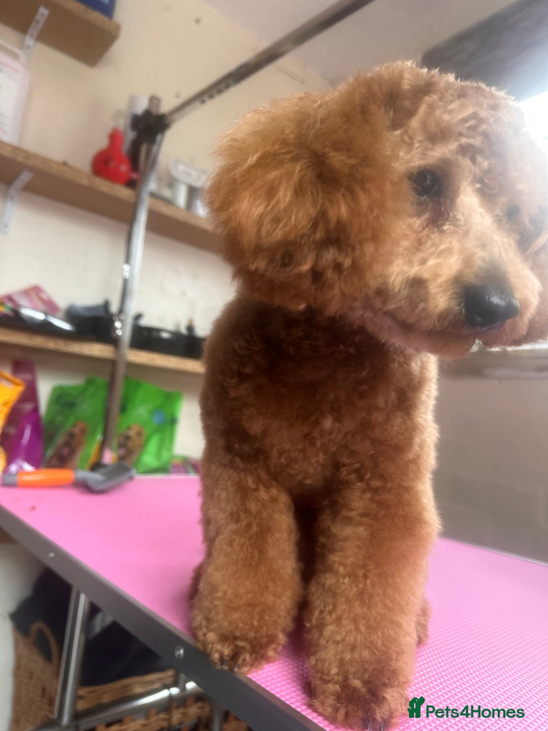 Toy Poodle dogs for stud: Our Little Mylo ready for stud duties ⭐️ - Advert 11