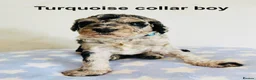 Cockapoo dogs for sale: Stunningly unique health/DNA tested Cockapoos  - Advert 5