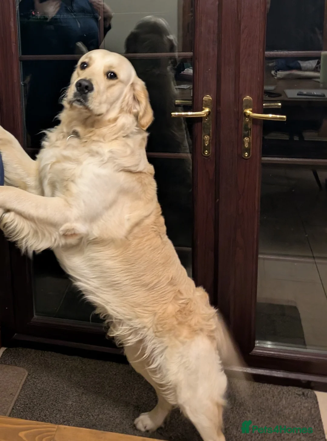 Golden Retriever dogs for stud: Golden retriever to stud  in Omagh - Advert 2