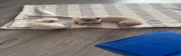 Ragdoll cats for sale: Beautiful ragdoll kittens  - Advert 9