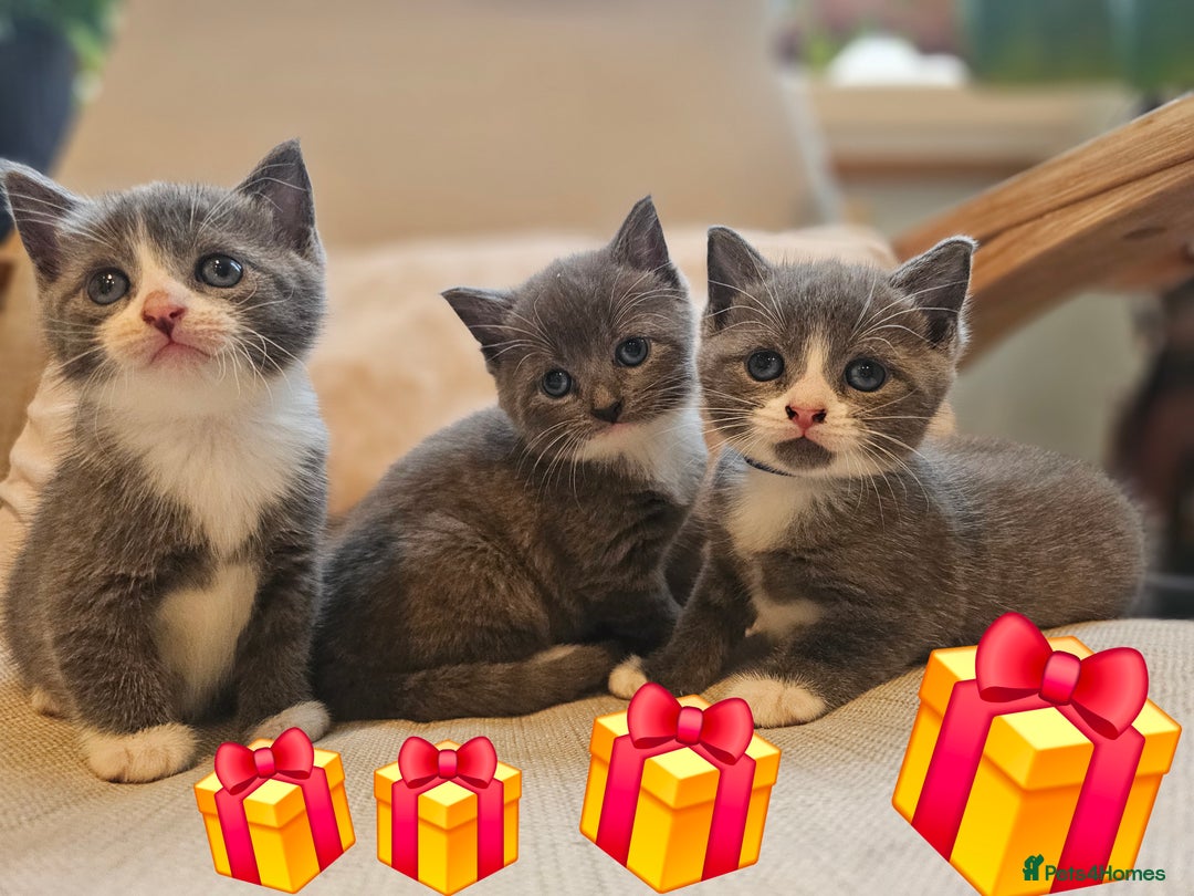 Russian Blue cats for sale: Grey kittens Blue Russian mix - Advert 2