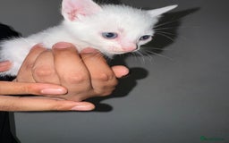 Bengal cats for sale: Bengal x Turkish Angora Kittens - Image 7