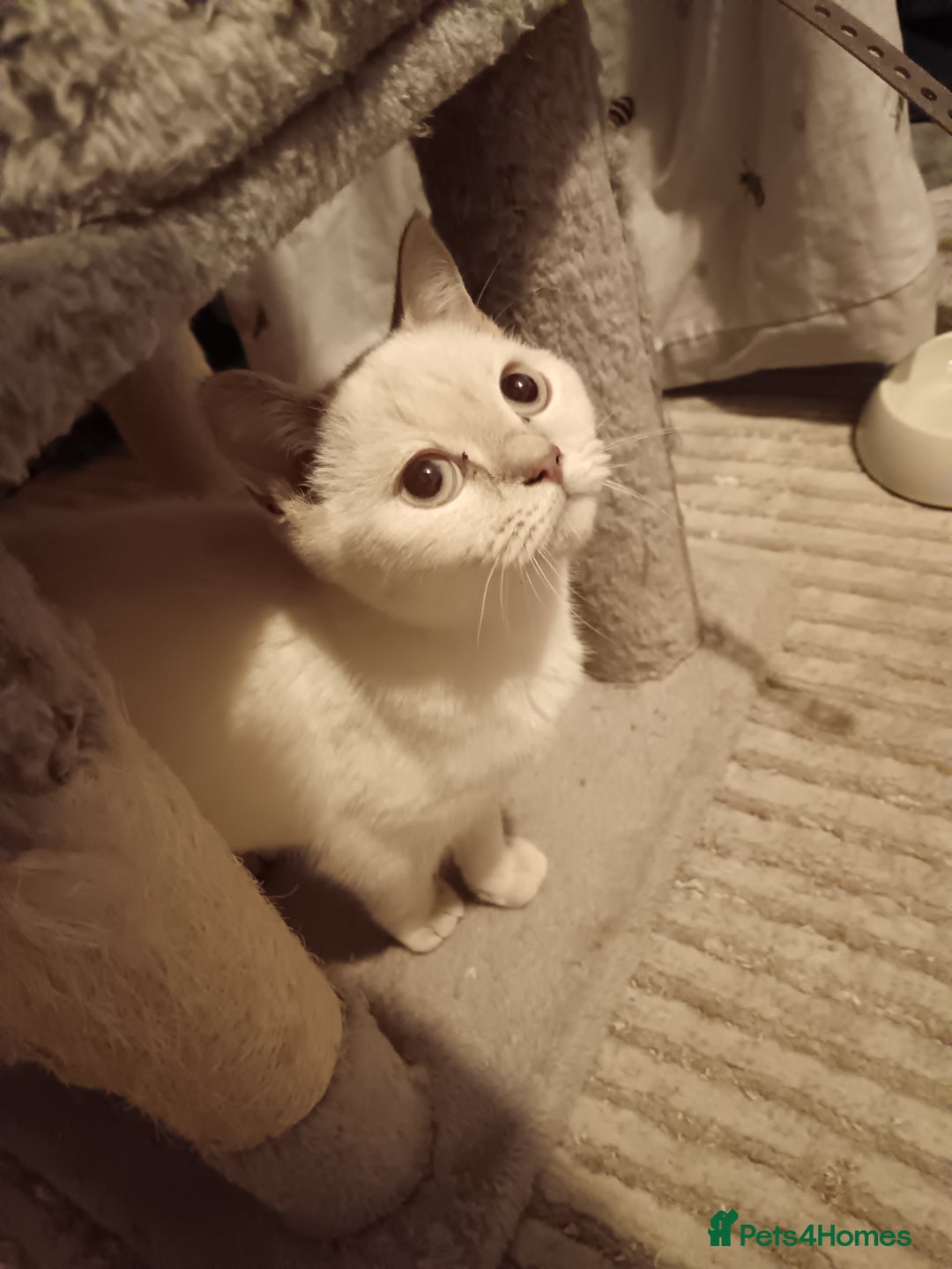 British Shorthair cats for sale: Flame point british shorthair  - Advert 10