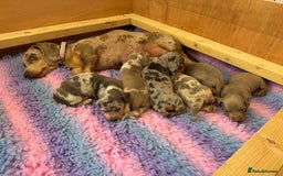 Miniature Dachshund dogs for sale: Miniature dachshunds for sale  - Image 5