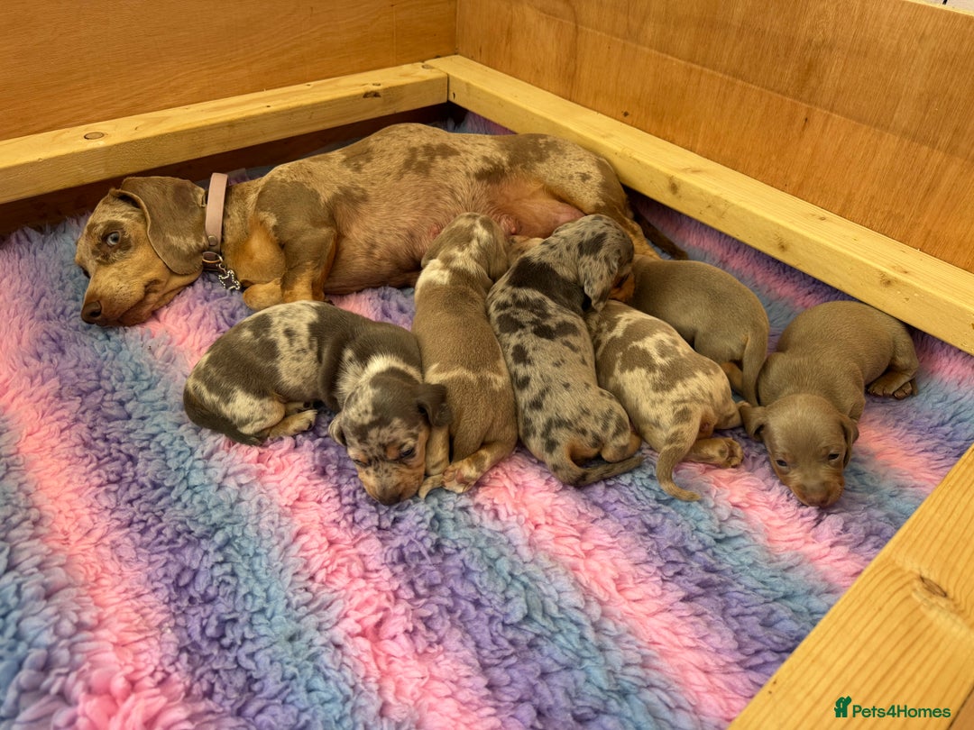 Miniature Dachshund dogs for sale: Miniature dachshunds for sale  - Image 5