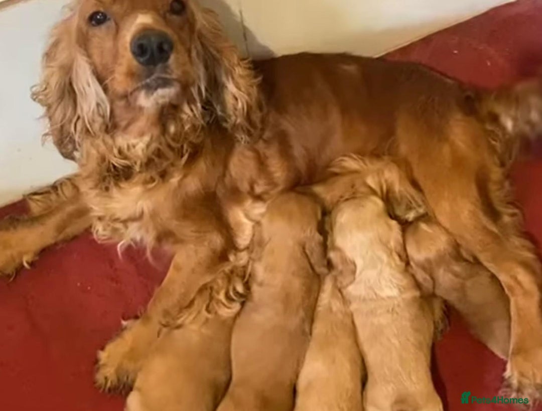 Cocker Spaniel dogs for sale: Cocker Spaniel Puppies  - Image 10