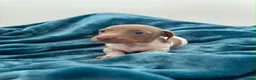 Miniature Dachshund dogs for sale: Lilac piebald miniature dachshund puppies  - Advert 12