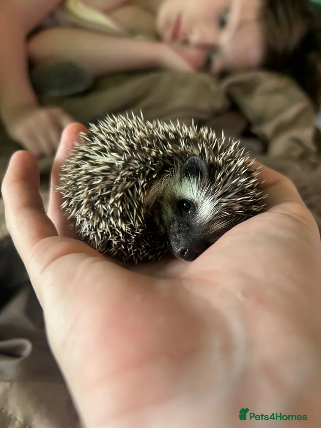 Pygmy Hedgehog rodents for sale: Two Gorgeous Hoglets for Loving Forever Homes - Advert 1