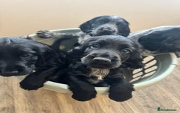 Cocker Spaniel dogs for sale: Cocker Spaniel Puppies  - Image 15
