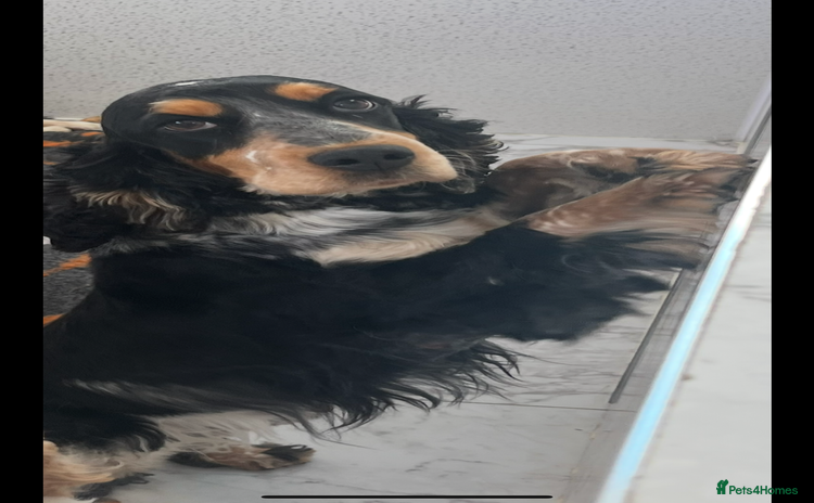 Cocker Spaniel dogs - Advert 7