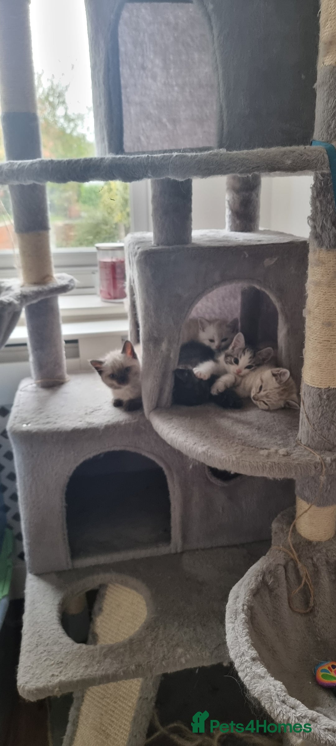 Gallery Image {{count}}