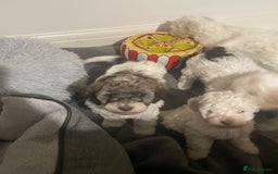 Cockapoo dogs for sale: 2 very happy boys avalible  - Image 4