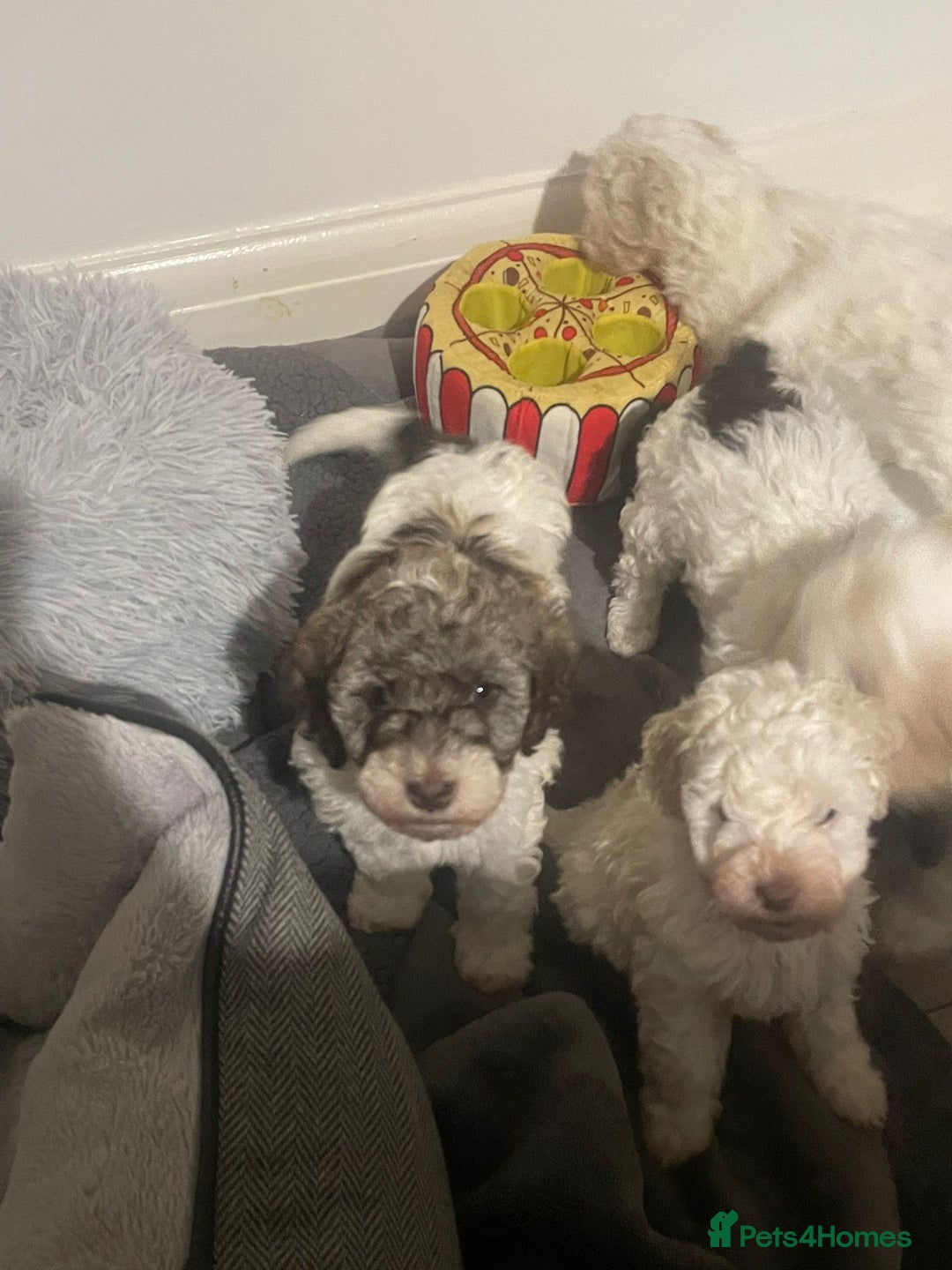 Cockapoo dogs for sale: 2 very happy boys avalible  - Image 4