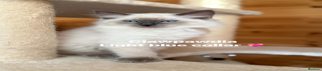 Ragdoll Kitten 2