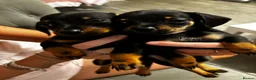Chiweenie dogs for sale: 4 Gorgeous Chiwennie puppies - Advert 1