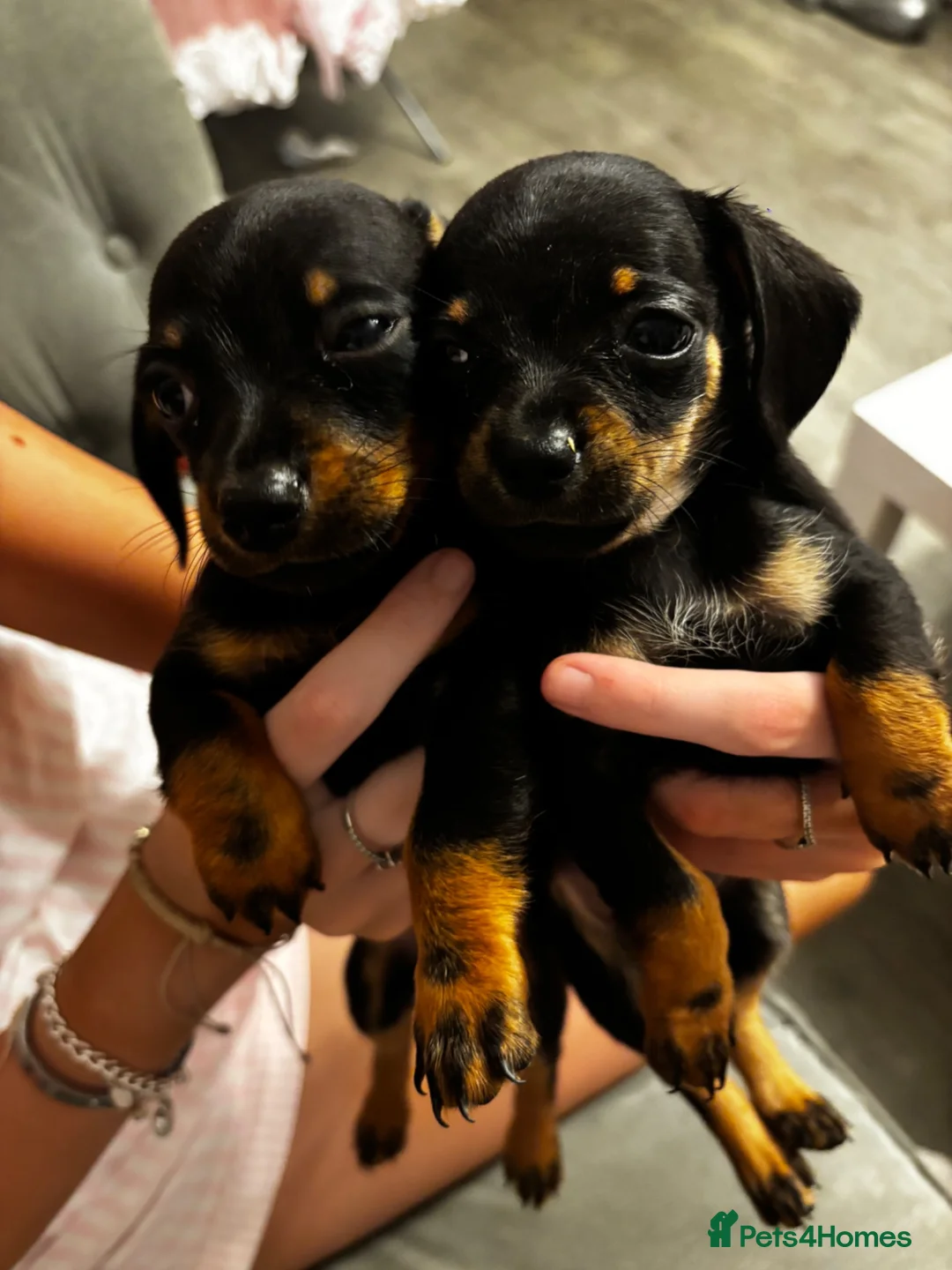 Chiweenie dogs for sale: 4 Gorgeous Chiwennie puppies - Advert 1