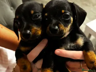 Chiweenie dogs 4 Gorgeous Chiwennie puppies - Advert 13