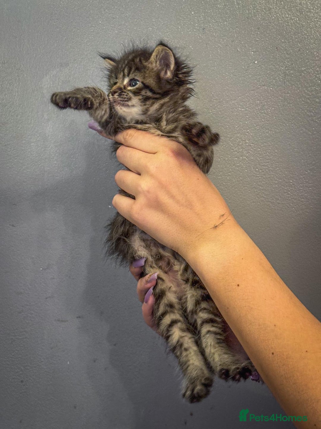 Maine Coon cats for sale: Full breed Mainecoon kittens ready 29th September  - Image 11