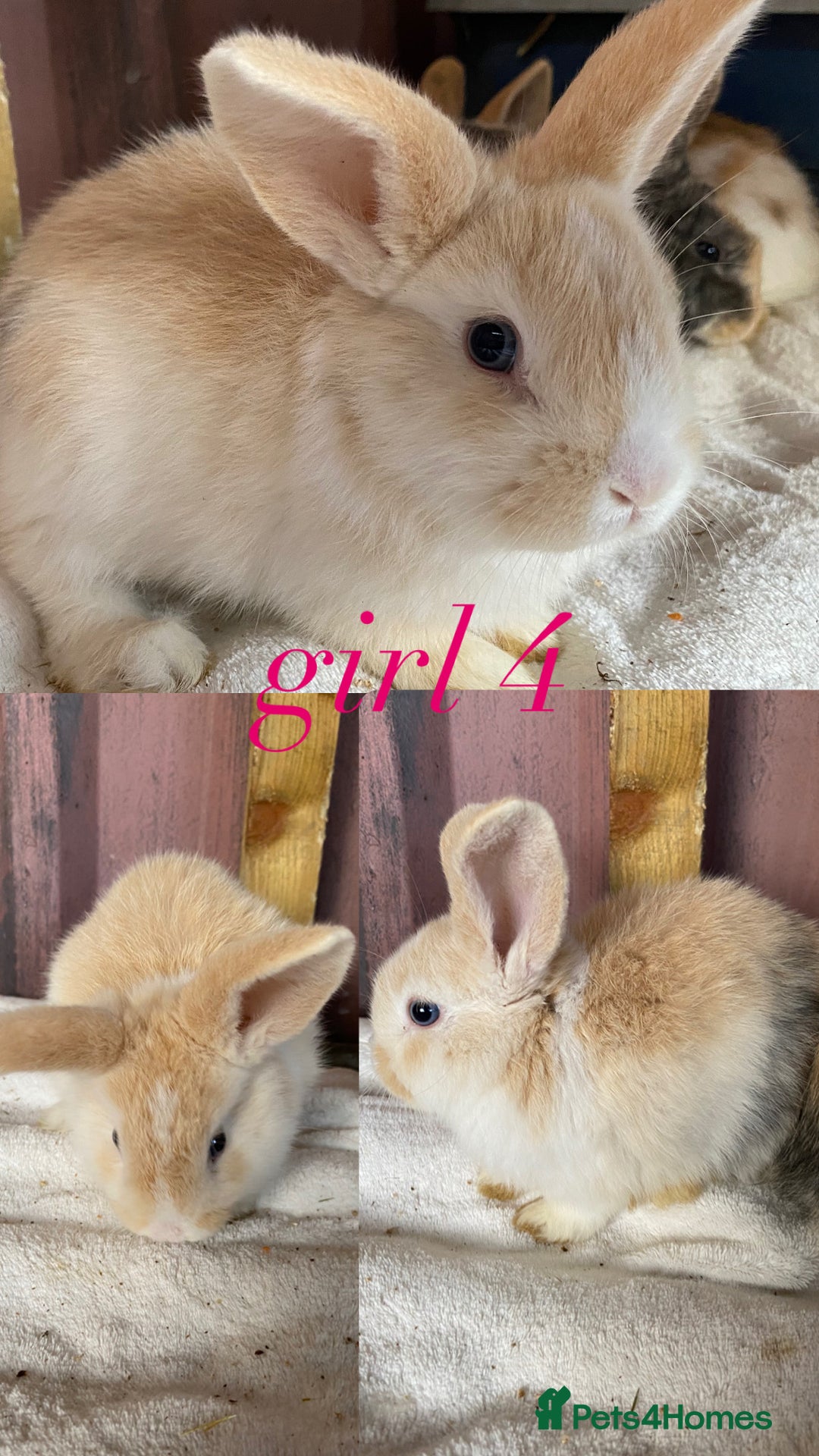 Mini Lion Lop rabbits for sale: mixed litter of mini lion lops - Image 5