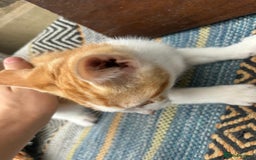 Asian cats for sale: Tabby/ginger kittens  - Image 4