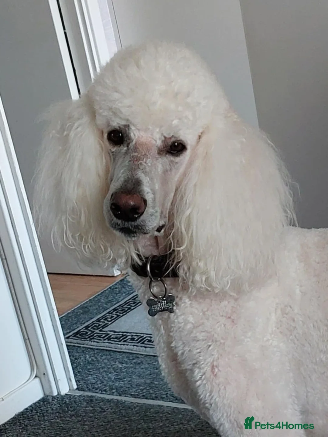 Standard Poodle dogs for stud: kc registered standard poodle for stud in Southampton - Advert 5