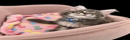 Maine Coon cats for sale: Gorgeous Maine Coon kittens - Advert 2