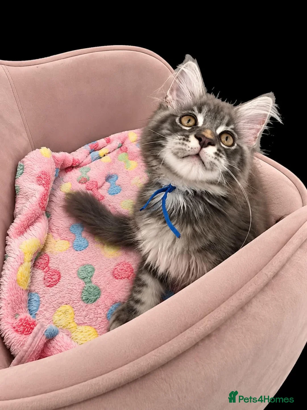Maine Coon cats for sale: Gorgeous Maine Coon kittens - Advert 2